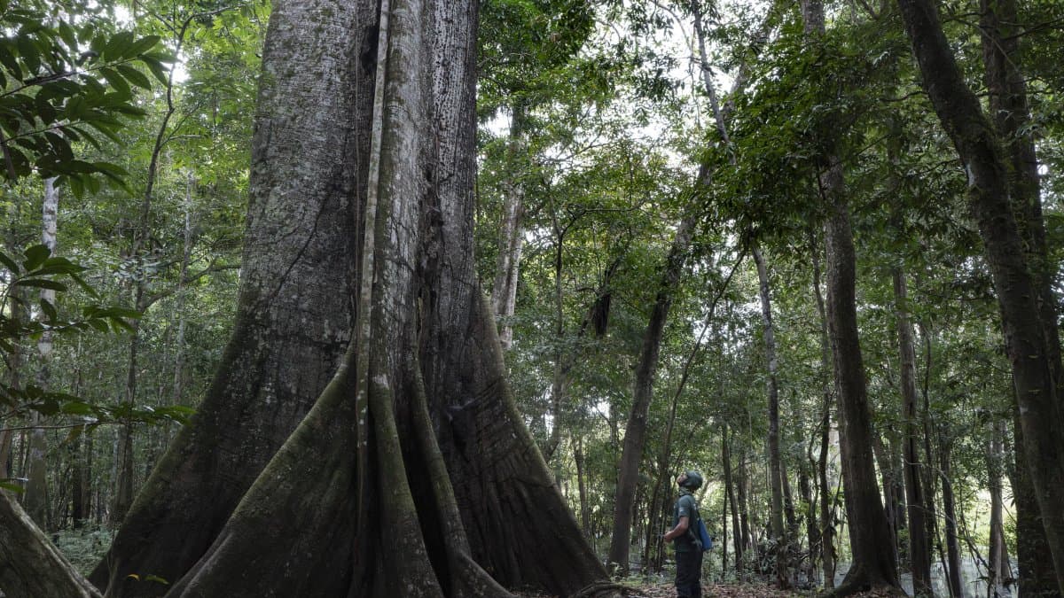 Una ceiba en la selva amazónica-Imagen de Archivo