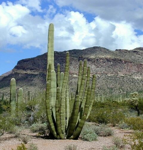 Desierto de Arizona