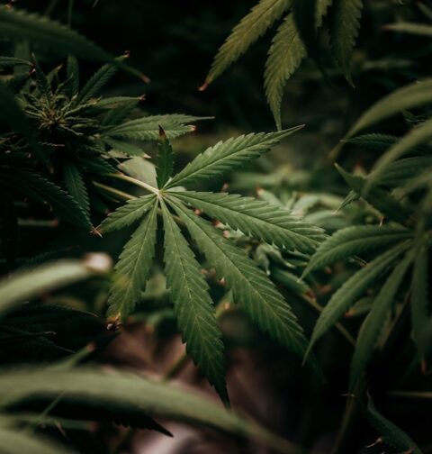 Planta de marihuana (imagen de archivo).