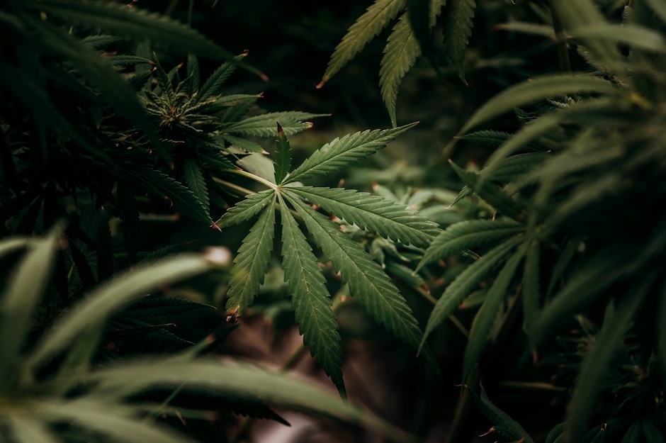 Marihuana / Lindsay Fox (Flickr).