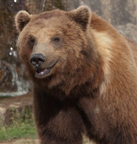 Nuevo México contrata a "abrazadores profesionales de osos". Imagen de archivo